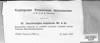 Image of Acanthostigma scopulorum